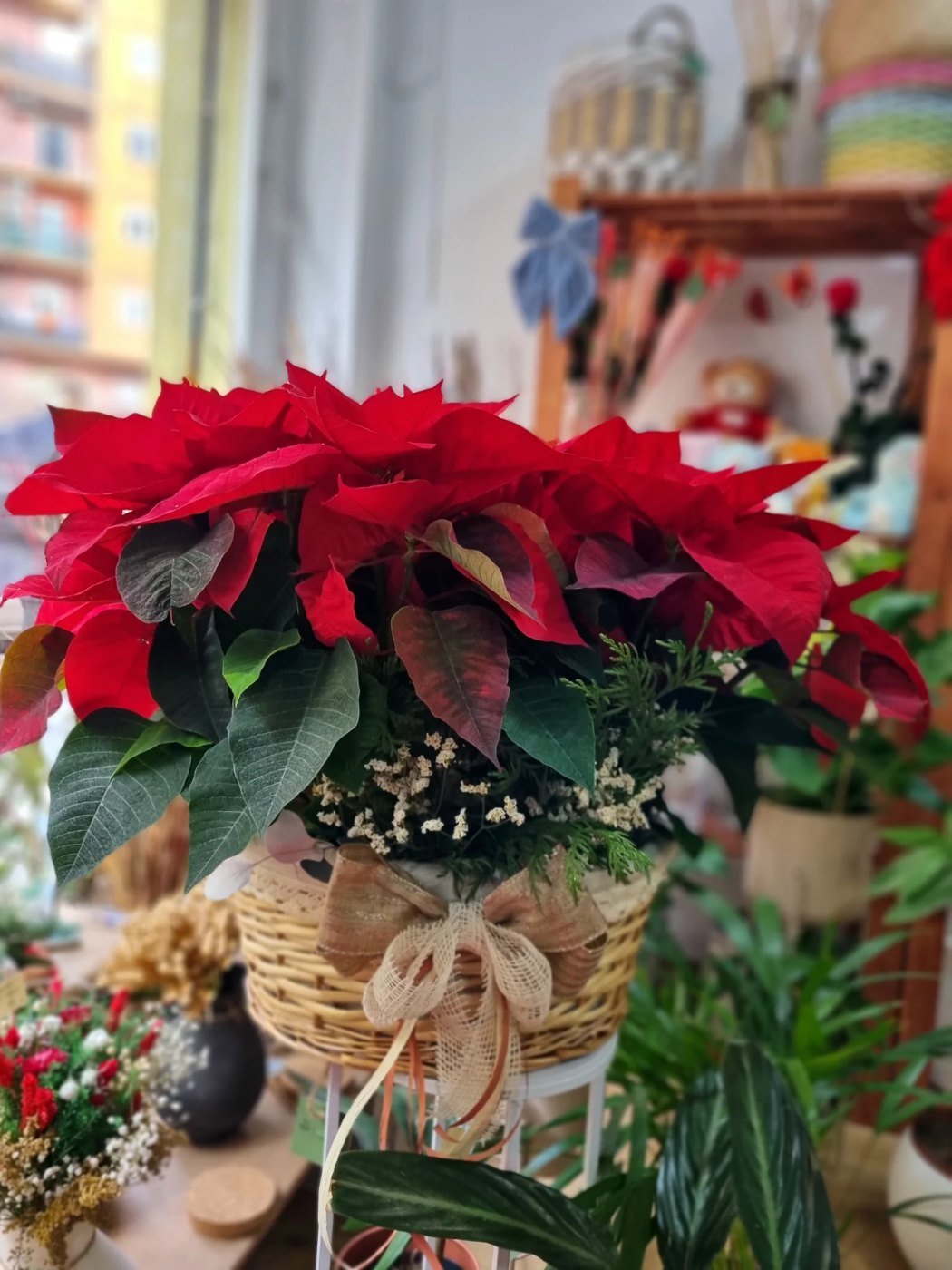 Poinsettia roja