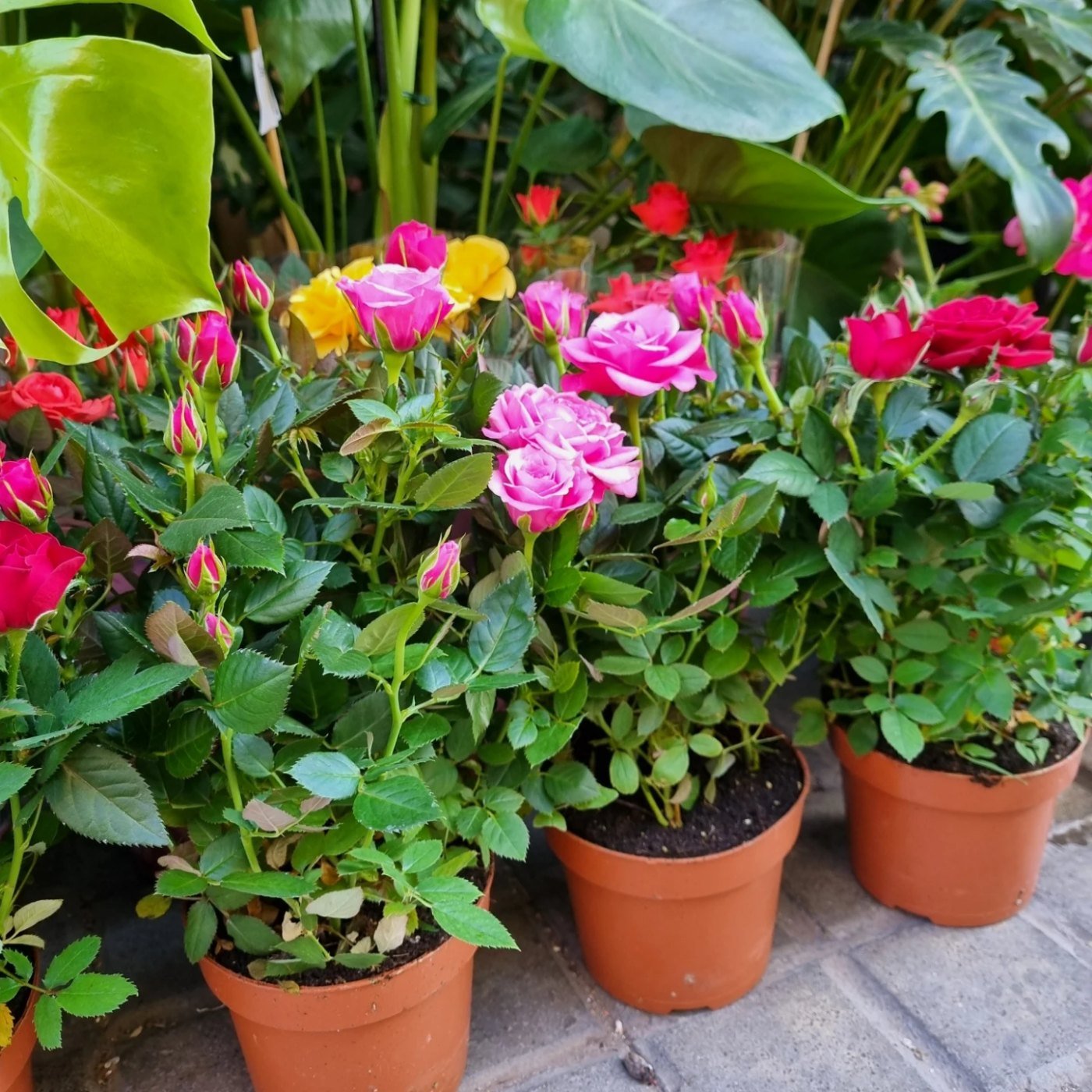 Tulipán rosa